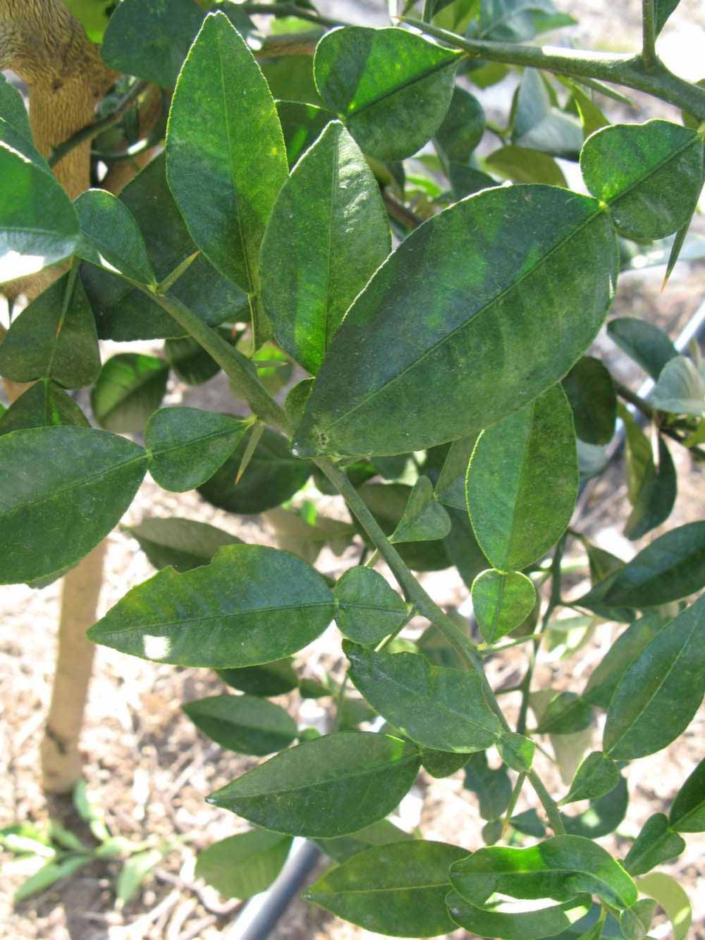            Shade leaves (Winter Haven, FL)   
